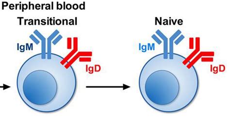 B cell development stages Explained in a Simple Way | The Immune System Explainer