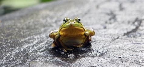 Bullfrog Call | Free Sound Effects | Animal Sounds