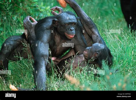 Fortpflanzung Von Primaten Fotos Und Bildmaterial In Hoher Auflösung Alamy