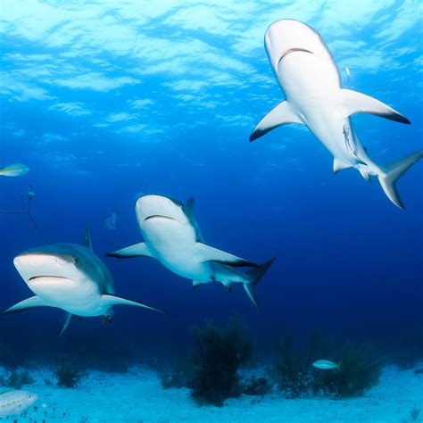 Global analysis reveals how sharks travel the oceans to find food