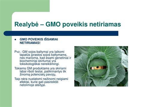 Ppt Gmo Mitai Ir Tikrovė Powerpoint Presentation Free Download Id