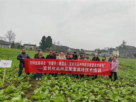 榨菜生产季 技术送进村 重庆三峡农业科学院