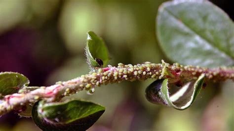 Eliminar Plagas En El Jardín De Manera Efectiva Y Natural