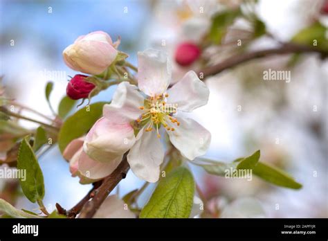 Flowering Apple Tree Malus Pumila Flowers In Spring Stock Photo Alamy