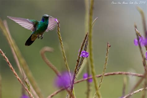 Colibri à Queue Large A Photo On Flickriver