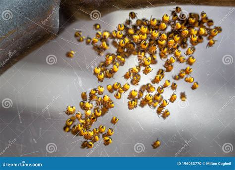 Nen Fares De Nacimiento Araneus Diadematus Ara As De Jard N Foto De