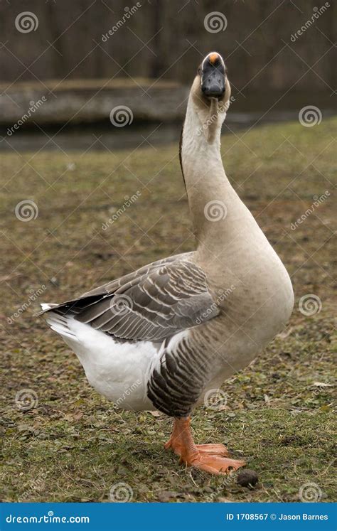 El Mirar Fijamente Del Ganso Del Cisne Imagen De Archivo Imagen De