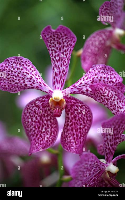 A bright purple spotted orchid flower Stock Photo - Alamy