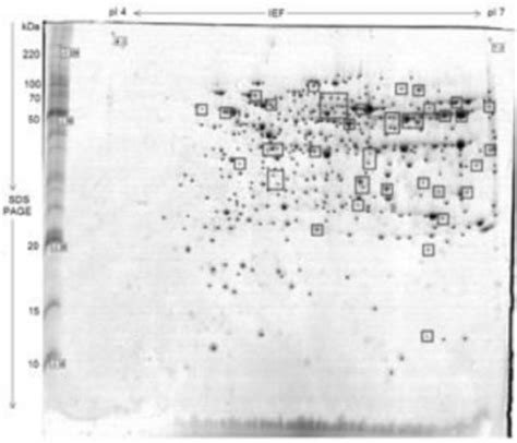 Overview of the proteome of Zymomonas mobilis ZAG-12 at 72 h of ...