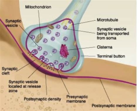 PSYC 2410 Synapses And Synaptic Transmission Flashcards Quizlet