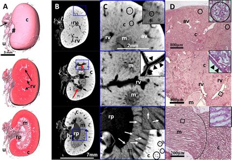 Virtual cut through representative 3D and 2D images of a µCT data set