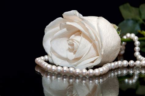 White Rose Pearl Black Background Stock Photo Image Of Decor