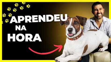 COMO ENSINAR O CACHORRO A DEITAR Essa técnica é INFALÍVEL YouTube