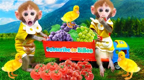 Smart Monkey Baby Bi Bon Take Care Of Ducks And Harvest Fruit Funny