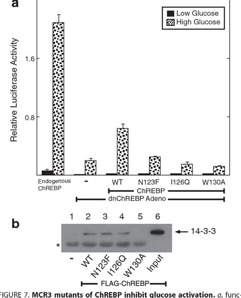 Figure From Glucose Activates Chrebp By Increasing Its Rate Of