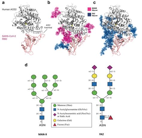 Simulations Of The Rbd Ace2 Complex In The Absence And Presence Of