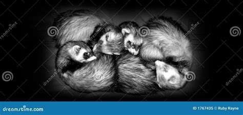 Sleeping Ferrets stock image. Image of mammals, weasels - 1767435