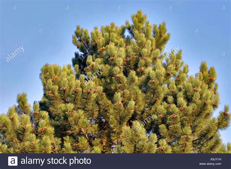 Corsican Tree High Resolution Stock Photography And Images Alamy