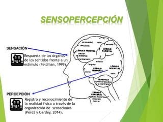 Sensopercepción PPT Descarga Gratuita