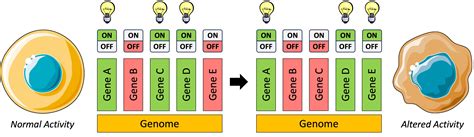 Gene Expression