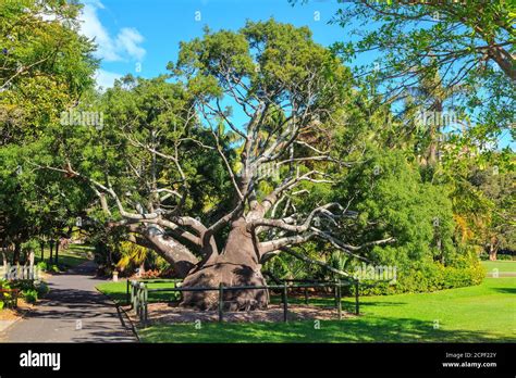 A Large Queensland Bottle Tree Brachychiton Rupestris In The Royal