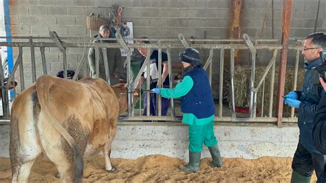 Asturias Inicia La Vacunaci N Masiva Contra La Lengua Azul En El Ganado