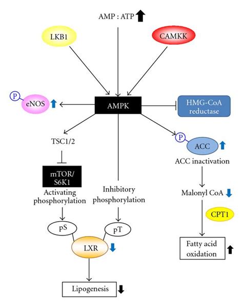 The Regulatory Role Of AMPK In Metabolic Functions CAMKK