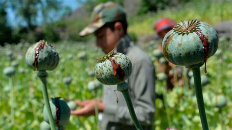 Virus And War Pushes Afghans Towards Opium Farming