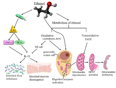 Figure 2 From Gut Microbiota Interacts With Inflammatory Responses In