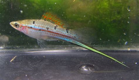 Green Swordtail - TRiN's Tropical Fish