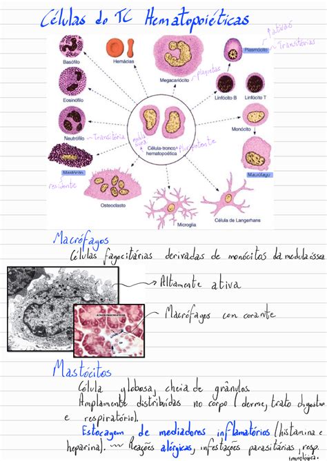 08 Tecido Conjuntivo Propriamente Dito Células Citologia e Histologia