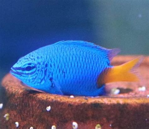 Damsel Yellowtail Blue Live Gem Factory Ltd