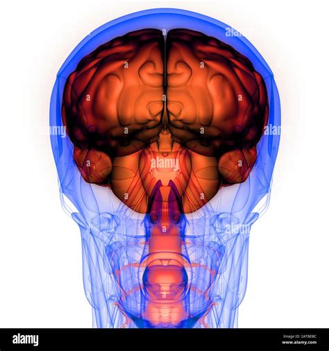 Cerebelo Anatom A Fotograf As E Im Genes De Alta Resoluci N P Gina