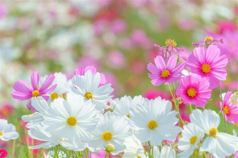 コスモスが10月上旬見ごろへ！備北丘陵公園が秋の花ざかり