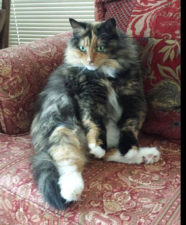 Tortitude: The Unique Tortoiseshell Cat Personality | Conscious Cat ...