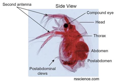 Daphnia – Biology, Classification, Characteristics, and Reproduction - Rs' Science