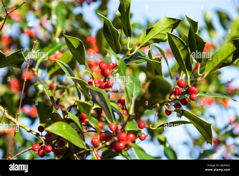 Holly tree Stock Photo - Alamy