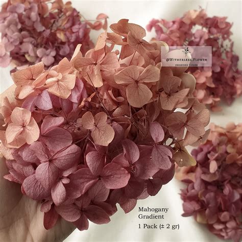 Jual 2 Gr Preserved Hydrangea Grade A Dried Flower Awetan Bunga