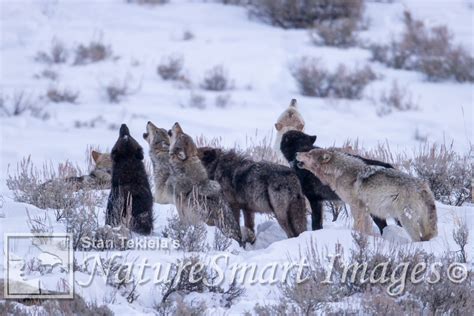 When Wolves Gather in Yellowstone National Park - Adventure Publications