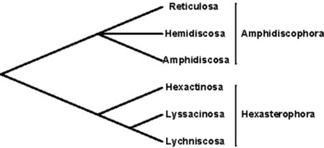 Euplectella aspergillum - Bio 113 Portfolio