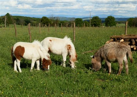 Camping La Ferme Auvergne Destination