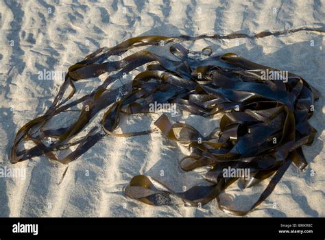 Seaweed Washed Up On The Beach St Ives Cornwall UK Stock Photo Alamy