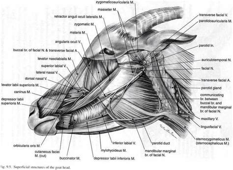 Goat Facial Structure Veterinarians Medicine Anatomy Sheep Art