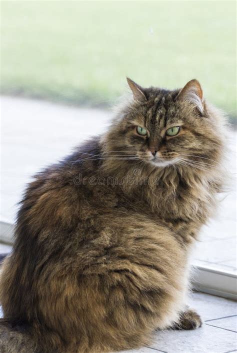 Beauty Brown Cat Face Siberian Purebred At He Window Stock Photo