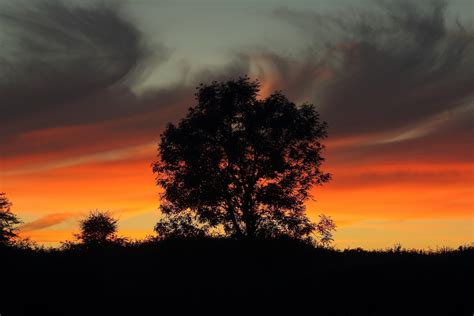 Free Images Tree Nature Horizon Silhouette Cloud Sun Sunrise