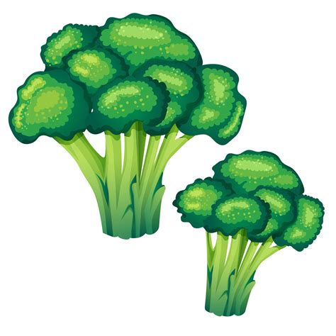 broccoli vector illustration 619501 Vector Art at Vecteezy