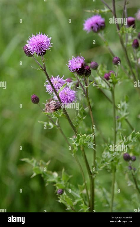 Creeping Thistle Cirsium Arvense Asteraceae Stock Photo Alamy