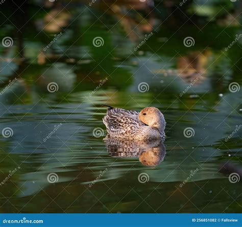 Female Northern Pintail Resting in a Lake Stock Photo - Image of ...