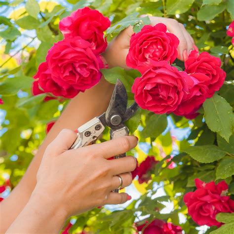 🌹 Защо розата се превръща в дива роза, какво да правя? 📌 Чрез ...