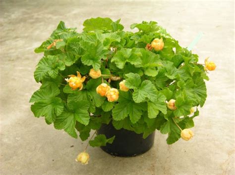 Морошка Nyby самоплодный сорт - купить за 900 руб. в СПб - 5plusroses ...